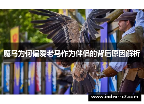 魔鸟为何偏爱老马作为伴侣的背后原因解析